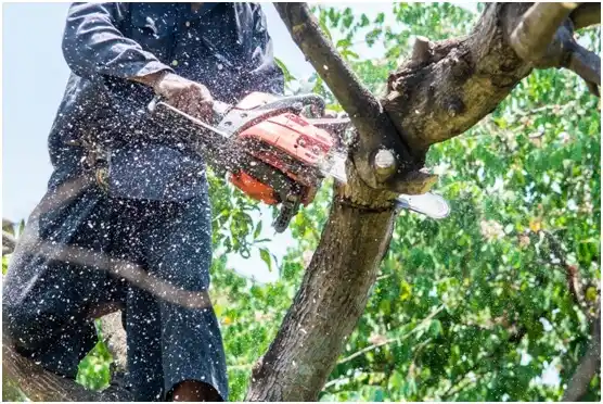 tree services Bolivar Peninsula